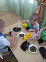 дети за столами сажают фасоль дети за столами сажают фасоль.