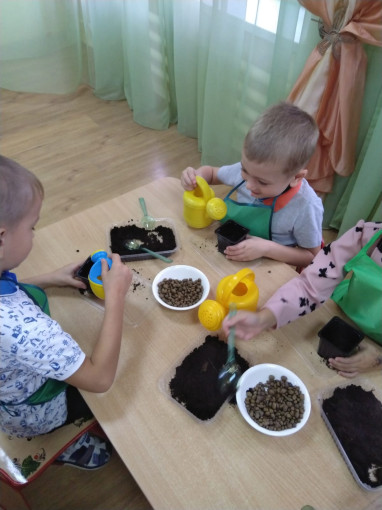 дети за столами сажают фасоль дети за столами сажают фасоль.